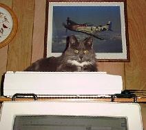 Lucy, The Attack Cat